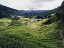 Cameron Highlands 2